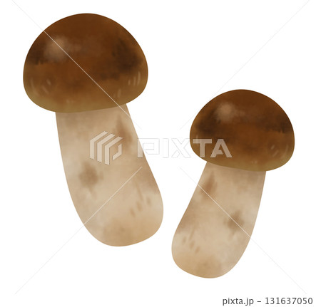 二本の松茸のイラスト 二本の松茸のイラスト 131637050