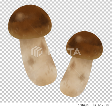 兩株松茸的插圖 131637050