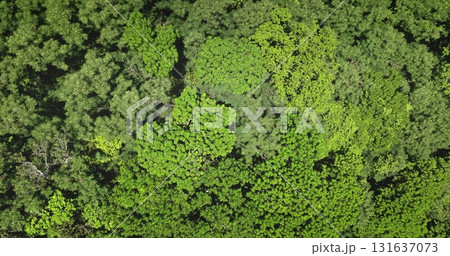 Dense, lush forest canopy, showcasing nature beauty, perfect for environmental and travel projects background. Drone flight capturing a breathtaking aerial view of green leaves moving on wind Dense, lush forest canopy, showcasing nature beauty, perfect for environmental and travel projects background. Drone flight capturing a breathtaking aerial view of green leaves moving on wind 131637073
