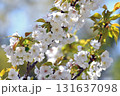 山桜 白い花アップ 131637098