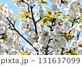 山桜 白い花アップ 131637099