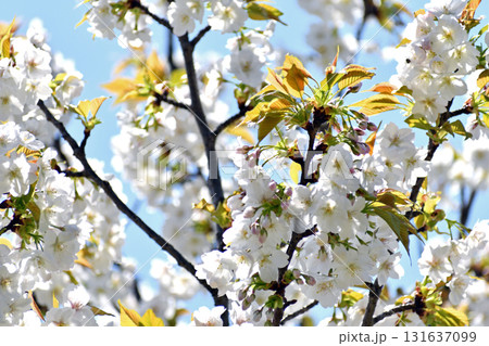 山桜 白い花アップ 131637099