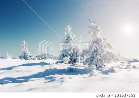 winter landscape glowing by sunlight winter landscape glowing by sunlight 131637252