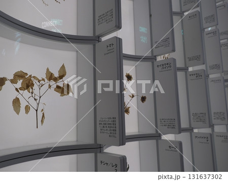 大阪関西万博　2025　バルト3国　パビリオン　 131637302