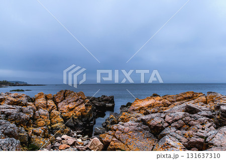 Coast line of sea. Stones covered with yellow and green moss and cloudy sky. 131637310