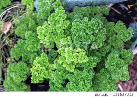 Background with green cabbage leaves. Healthy eating concept Background with green cabbage leaves. Healthy eating concept 131637312