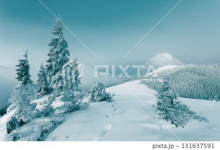 Dramatic wintry scene 131637591