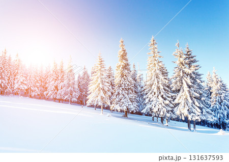 Dramatic wintry scene 131637593