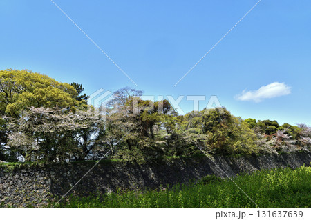 【愛知県】名古屋城 石垣 131637639