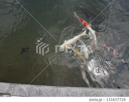 西神中央近隣散歩道からの風景　湯谷池　区役所　他 131637726