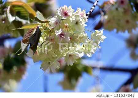御衣黄 ギョイコウ 黄緑色の桜 御衣黄 ギョイコウ 黄緑色の桜 131637848