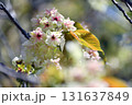 御衣黄 ギョイコウ 黄緑色の桜 131637849