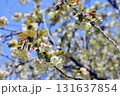 御衣黄 ギョイコウ 黄緑色の桜 131637854