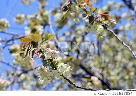 御衣黄 ギョイコウ 黄緑色の桜 131637854
