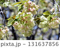 御衣黄 ギョイコウ 黄緑色の桜 131637856