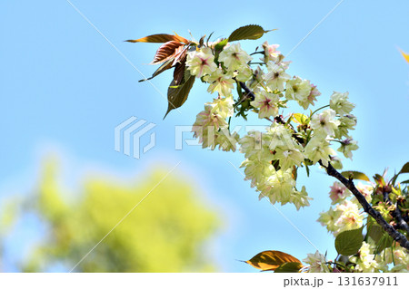 御衣黄 ギョイコウ 黄緑色の桜 御衣黄 ギョイコウ 黄緑色の桜 131637911