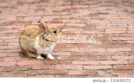 Cute a brown and white rabbit on red brick ground with copy space 131638172