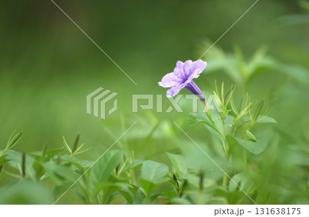 A close-up photo of the purple flowers of a ground cover plant showing off their colorful blooms. Surrounded by a blurry green background with space for content. A close-up photo of the purple flowers of a ground cover plant showing off their colorful blooms. Surrounded by a blurry green background with space for content. 131638175