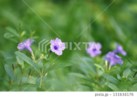 A close-up photo of the purple flowers of a ground cover plant showing off their colorful blooms. Surrounded by a blurry green background with space for content. 131638176