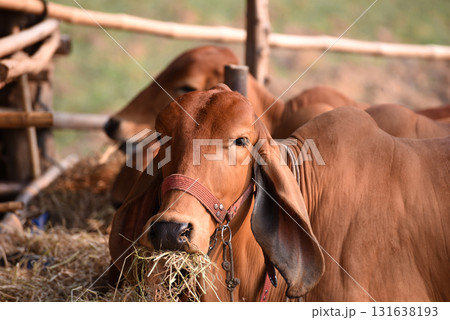 Red-skinned beef cattle are raised organically in cattle pens. Eating hay and looking at the camera 131638193