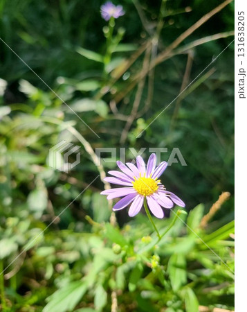 山の中で明るい光に照らされる花びらが一部欠けた秋頃に咲くキク科の花　 131638205