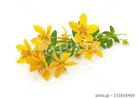 St john's wort flowers isolated on white background. AI-generated item 131638409