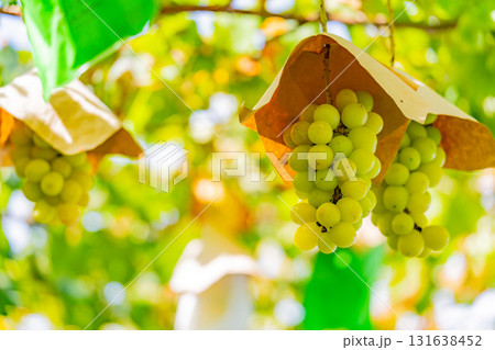 【山梨県御坂町】葡萄園の葡萄・すいほう（翠峰） 131638452