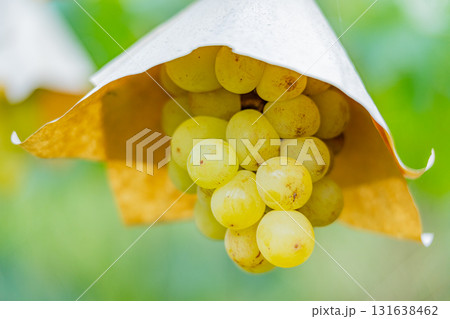 【山梨県御坂町】葡萄園の葡萄・すいほう（翠峰） 131638462