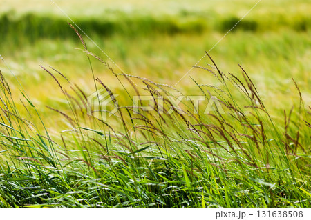 Green grass background 131638508