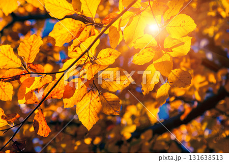 autumn leaf in forest 131638513