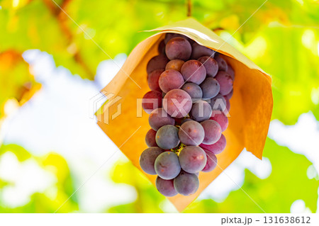 【山梨県御坂町】葡萄園の葡萄・巨峰系（黒色系） 131638612