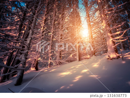 covered spruce trees covered spruce trees 131638773