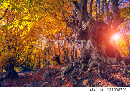 autumn leaf in forest autumn leaf in forest 131638791