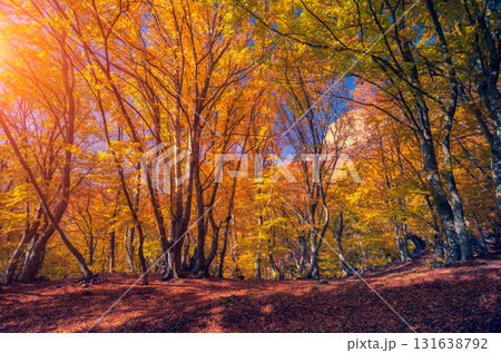 autumn leaf in forest autumn leaf in forest 131638792