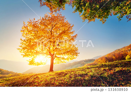 beautiful autumn trees beautiful autumn trees 131638910