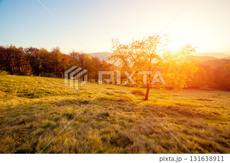 beautiful autumn trees beautiful autumn trees 131638911