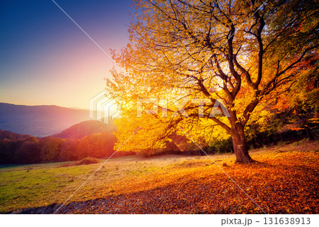 beautiful autumn trees 131638913