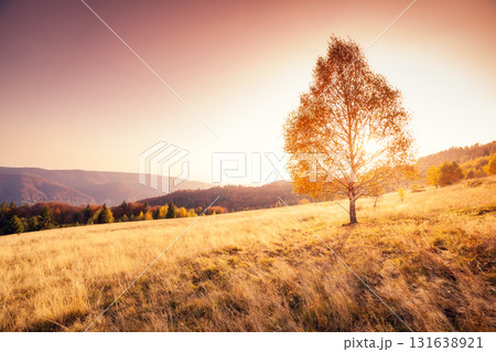 beautiful autumn trees beautiful autumn trees 131638921