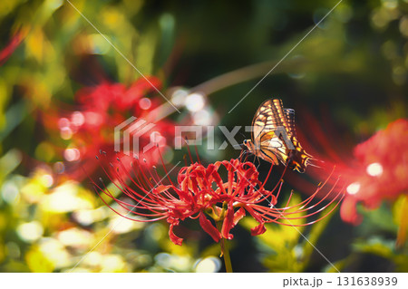 彼岸花に飛来するアゲハチョウ 131638939