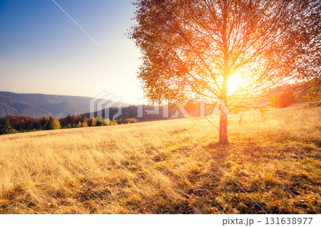 beautiful autumn trees 131638977