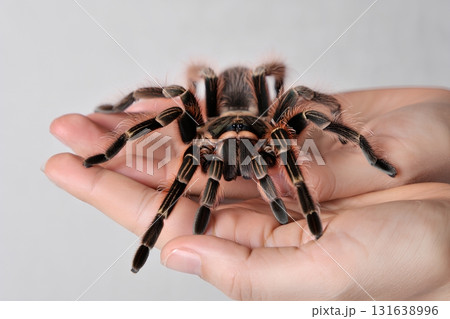 Close-up view of a large tarantula spider held gently in a person's hand, arachnid pet concept 131638996