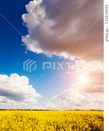 Yellow rapes field 131639082