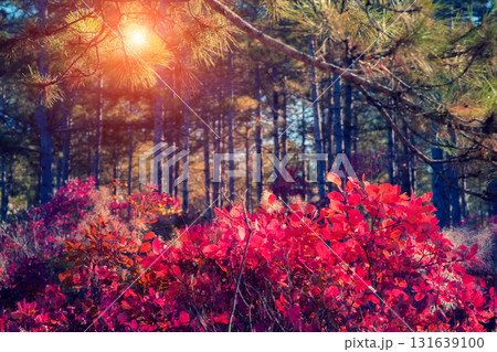 autumn leaf in forest 131639100
