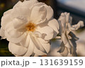 white rose flowers in the garden 131639159