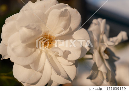 white rose flowers in the garden white rose flowers in the garden 131639159