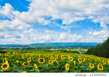 ヒマワリ 131639302