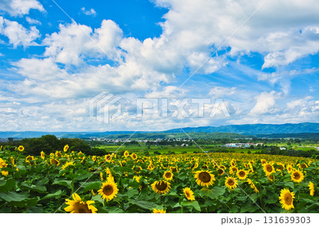 ヒマワリ 131639303