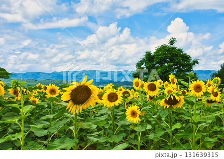ヒマワリ ヒマワリ 131639315