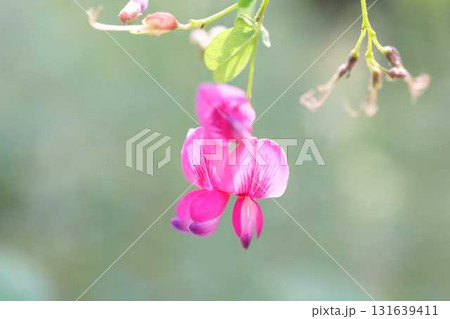 ハギの花 131639411