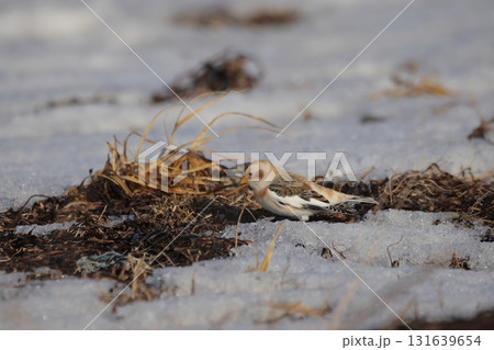 草地で餌を食べるユキホオジロ 131639654